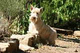 SCOTTISH TERRIER 251